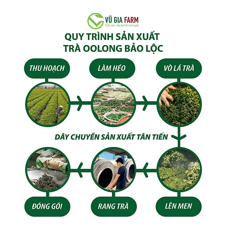 Trà Oolong Nguyên Chất Bảo Lộc Vũ Gia [200gr-hũ] + Tặng 5 Túi Lọc Đựng Trà - Nguyên liệu nấu trà sữa trân châu thơm ngon tại nhà, giảm cân an toàn